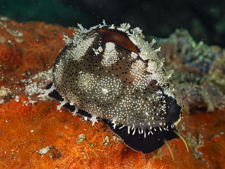 Lyncina vitellus